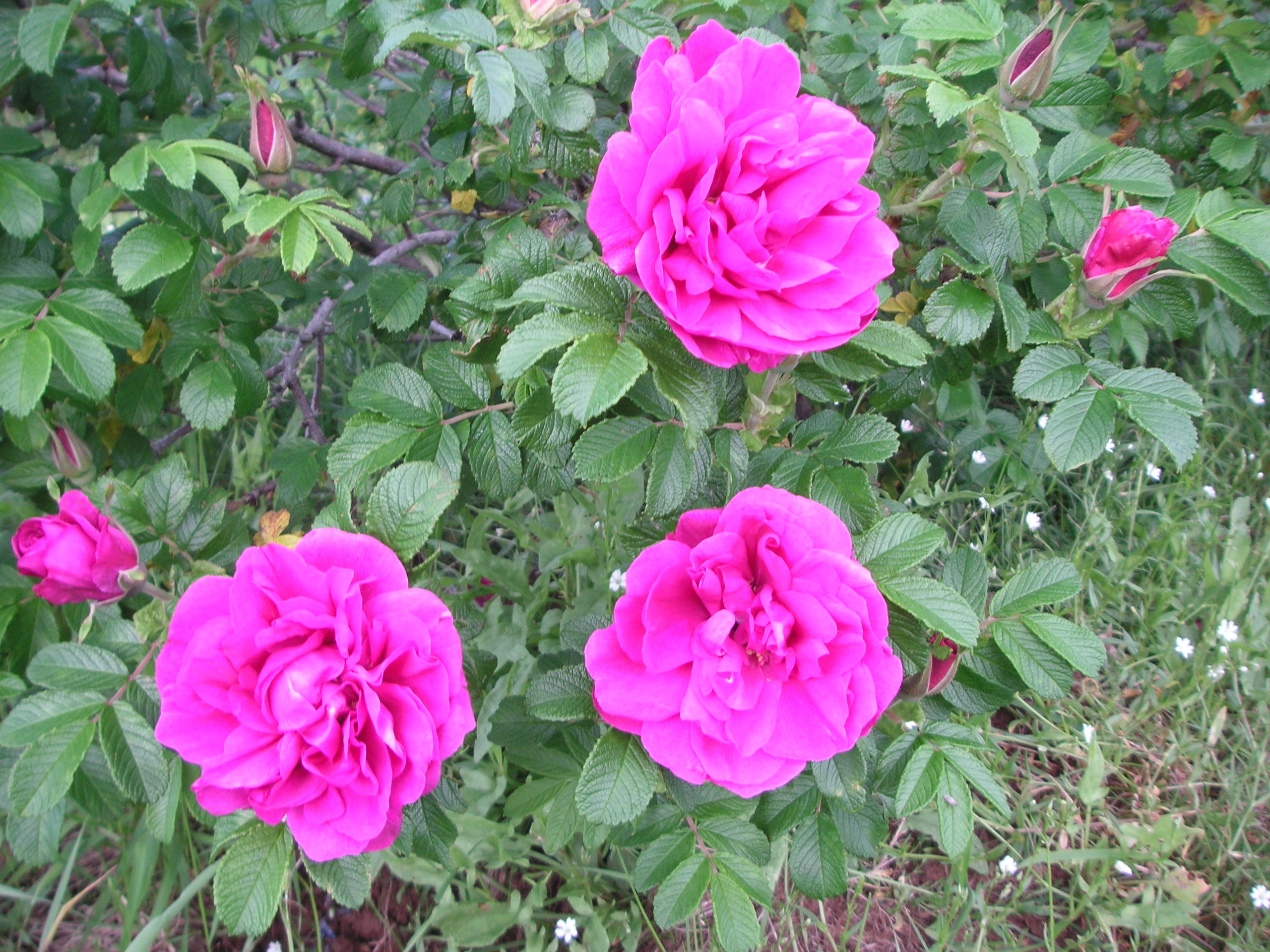 Ways to use wild roses for health and beauty