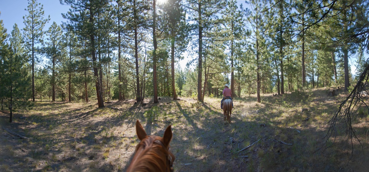 Grizzly Mountain Timberland Oregon Fay Ranches