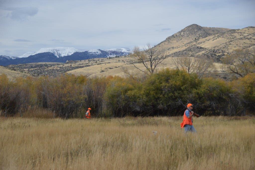 Pheasant Hunting at Highland View Ranch Fay Ranches