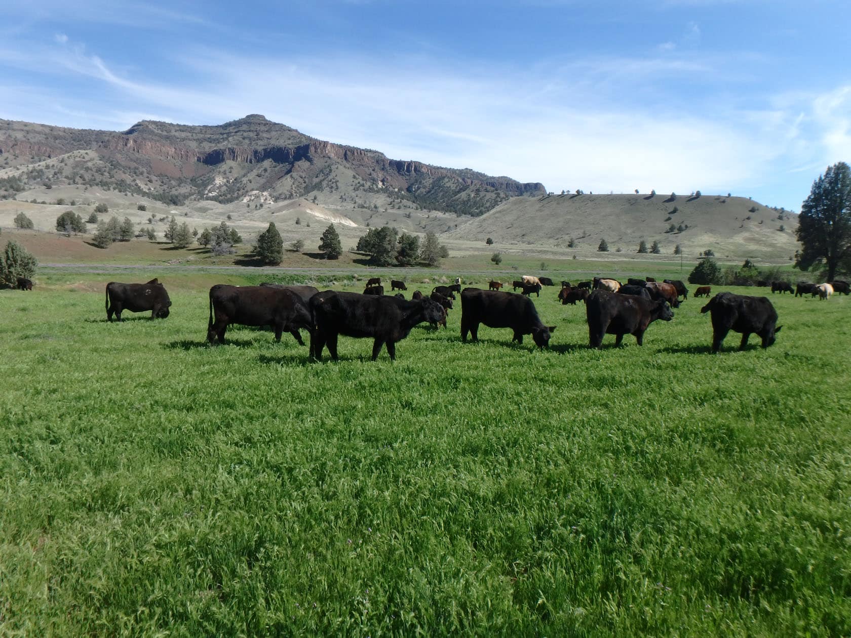 Rock'n A Ranch Mitchell, Oregon Fay Ranches