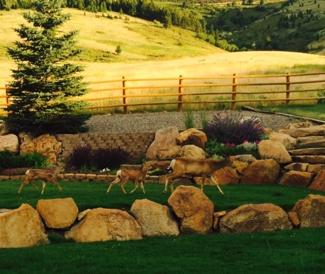 Elk Haven Ranch Montana Elk Property For Sale Fay Ranches