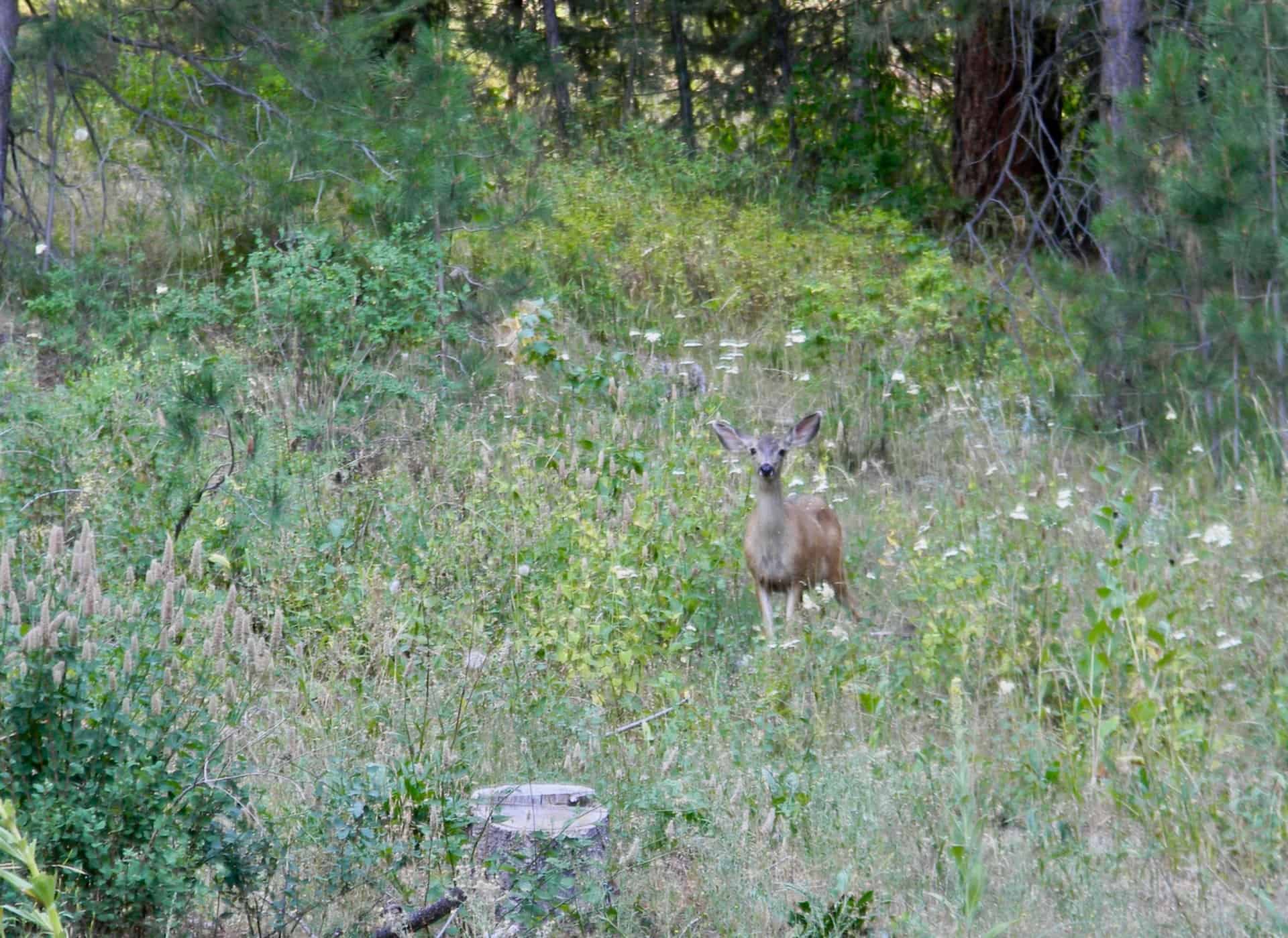 Cuddy Mountain Ranch Cambridge Idaho Fay Ranches
