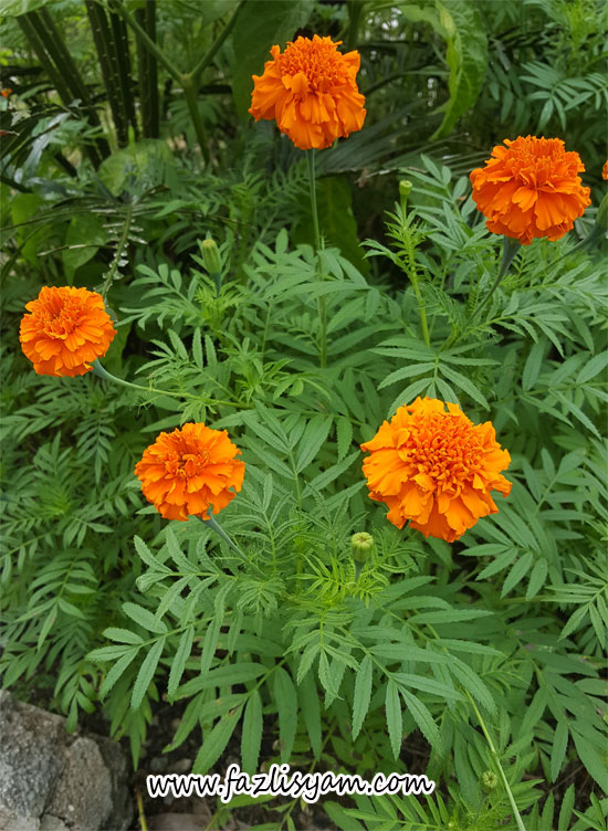 Bunga Marigold Segalanya Tentang Tumbuhan…