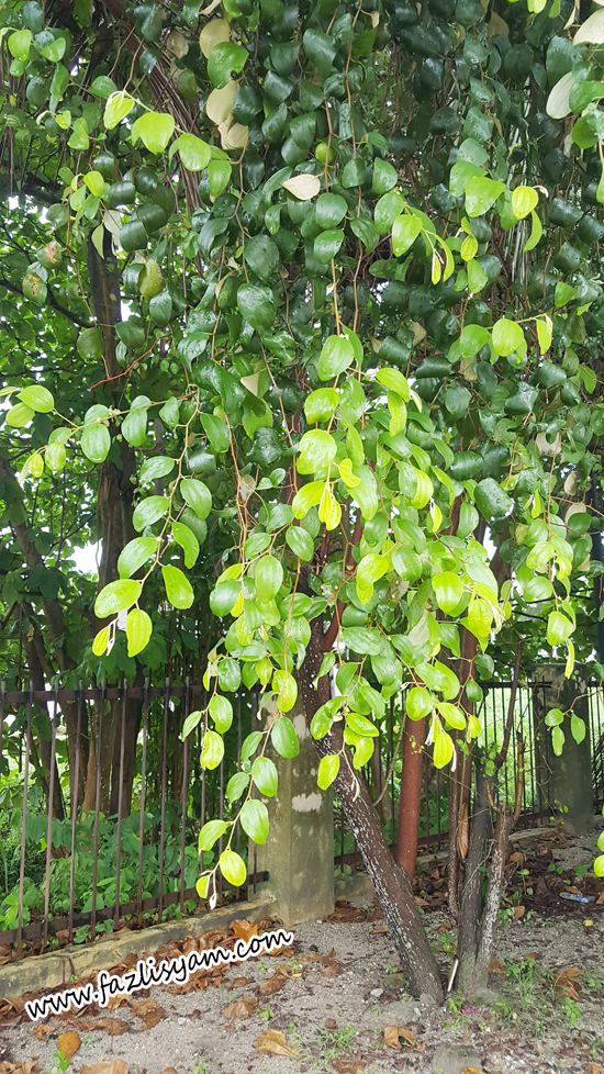 Pokok bidara Tidak Berduri Segalanya Tentang Tumbuhan...
