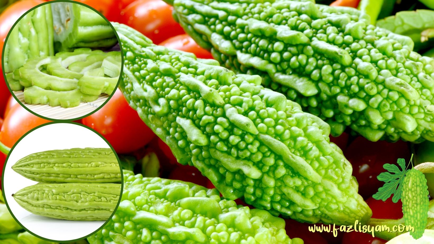 Peria Segalanya Tentang Tumbuhan…