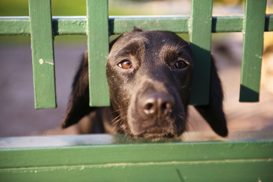How to Keep Dogs Out of Flower Beds FitBark