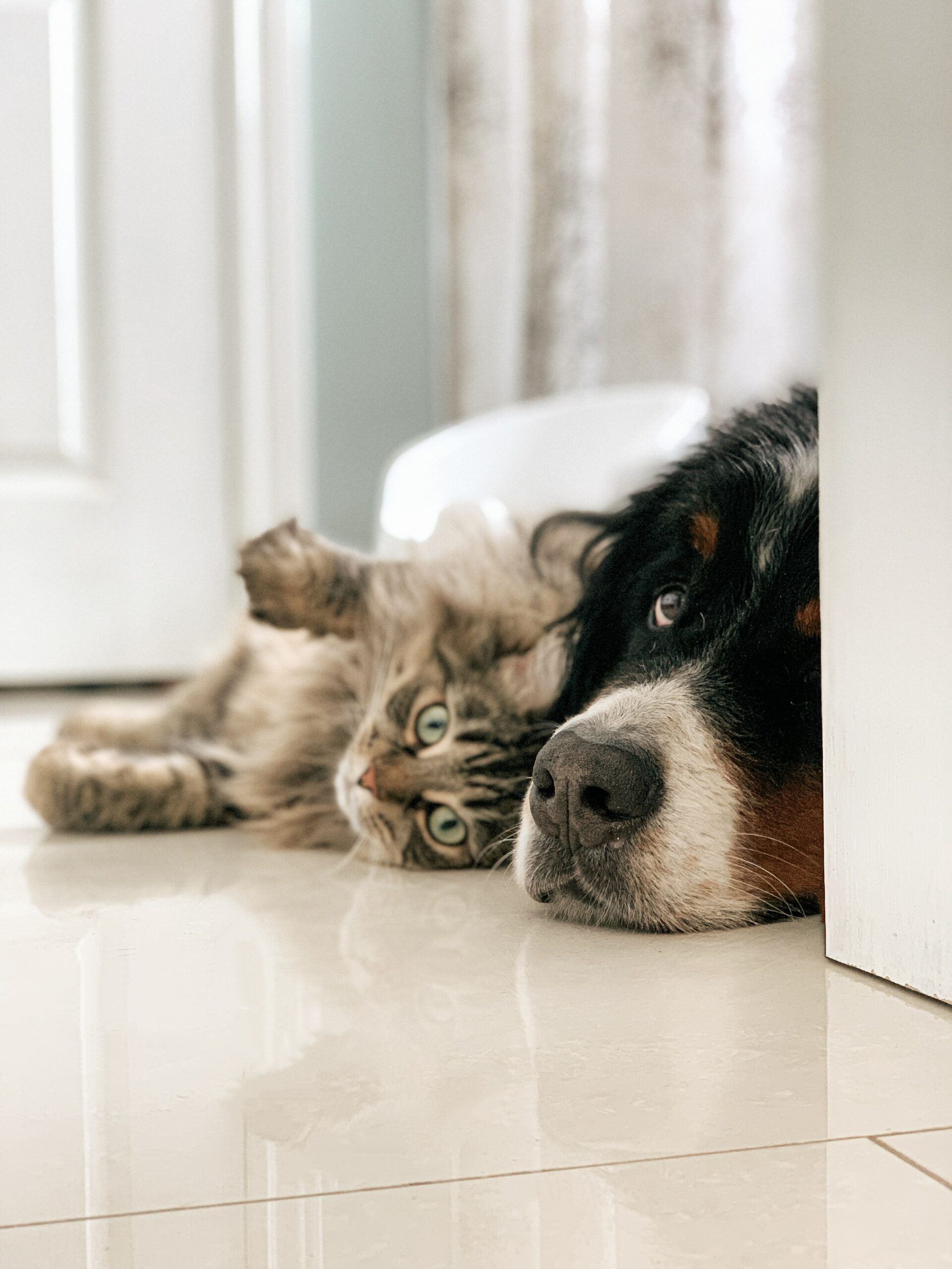 Will My Cat Get Along With A New Puppy