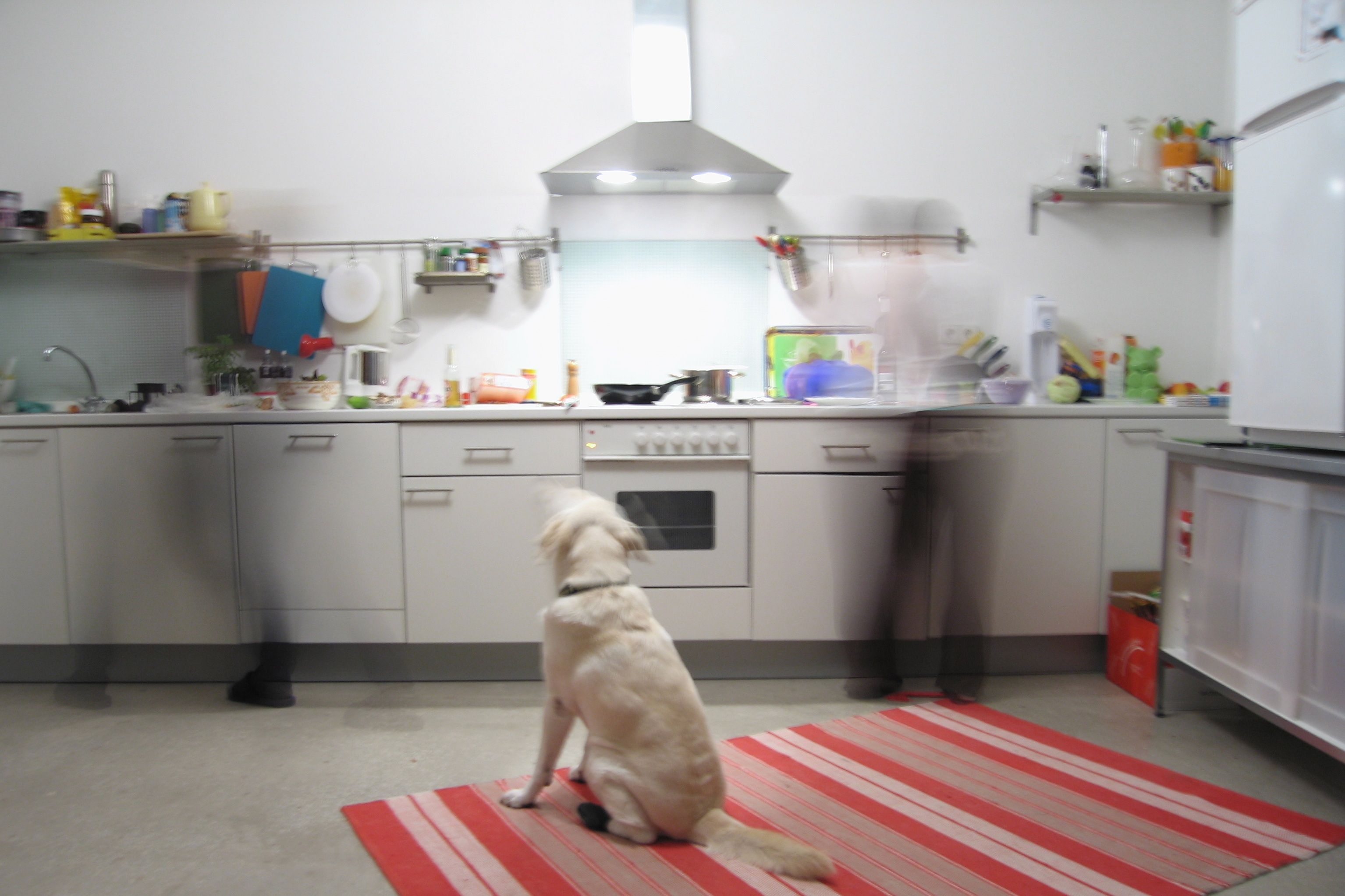 How to Design and Maintain a PetFriendly Kitchen FitBark