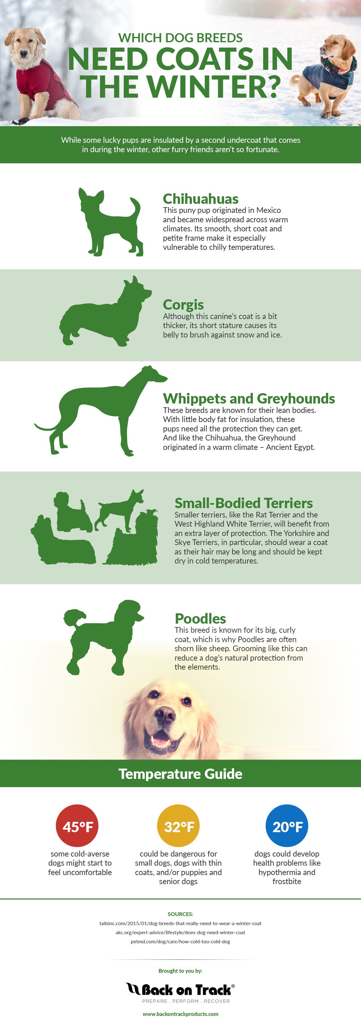 Do Dogs Need Winter Coats