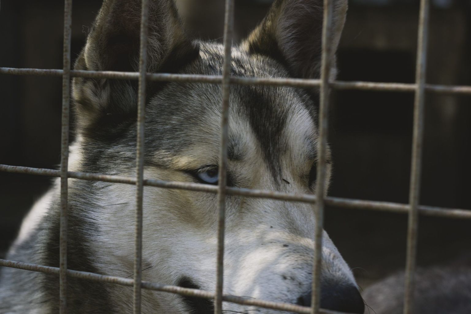How to Make a Dog Crate EscapeProof FitBark