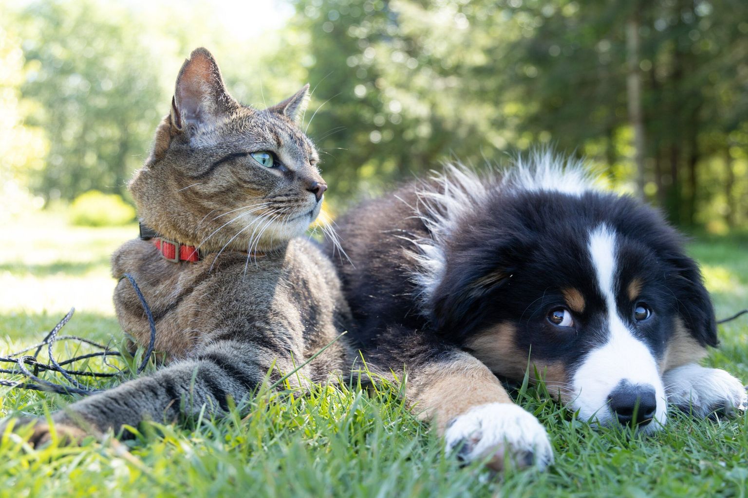 11 Tips to Get a Dog and Cat to Coexist Beautifully FitBark