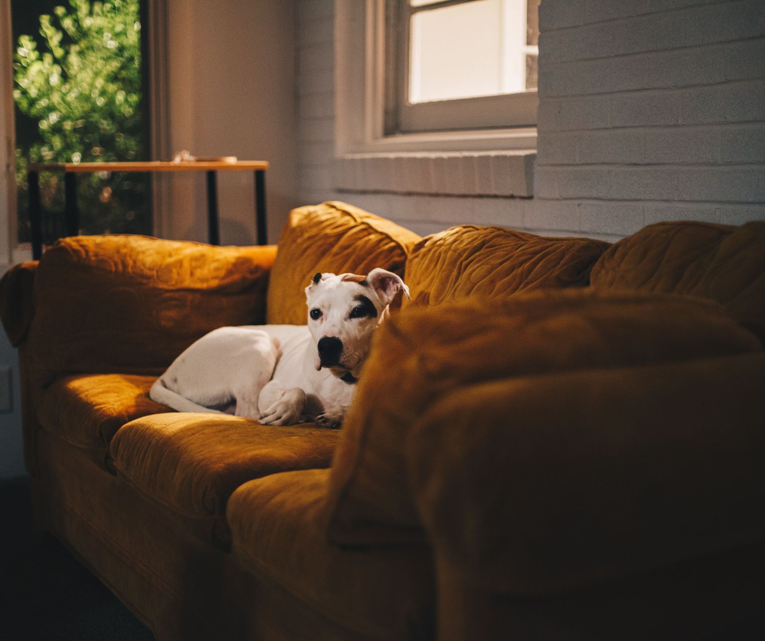 Complete Guide to Leaving a Dog at Home Alone FitBark