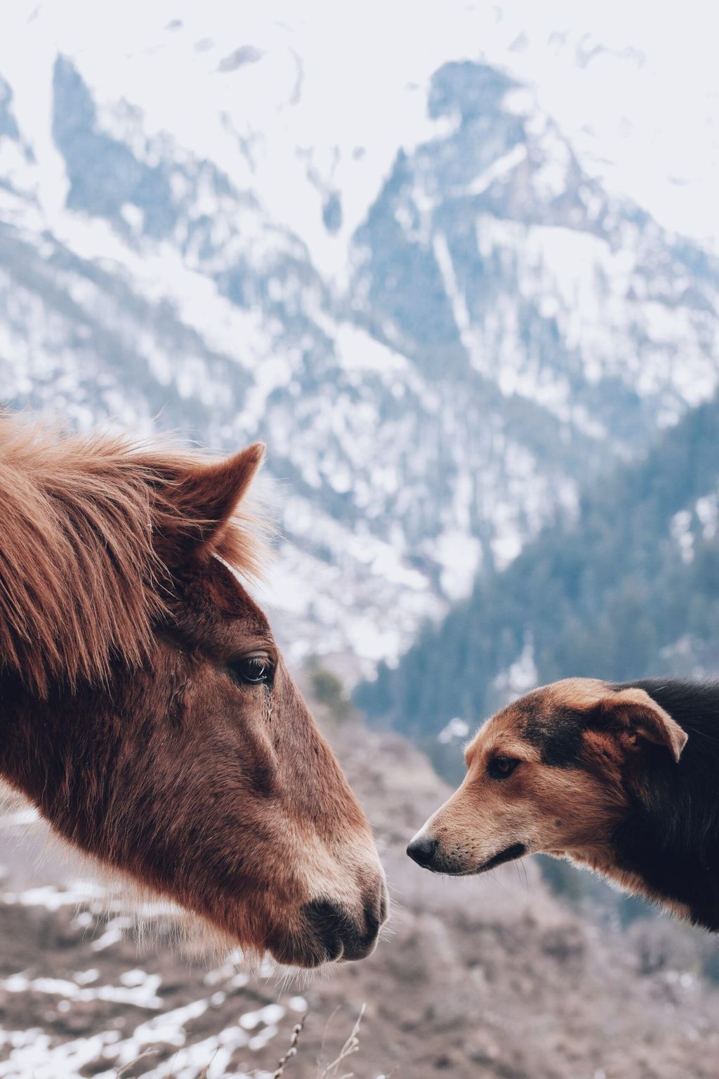 Which dog breeds get along with horses? FitBark