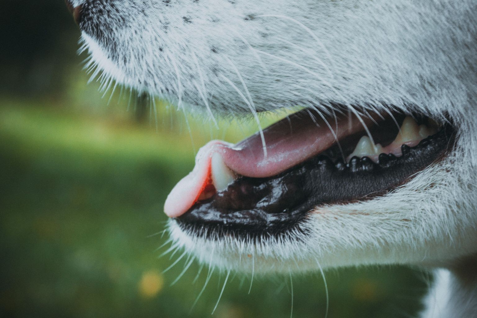 7 Ways to Improve Your Dog's Bad Breath FitBark