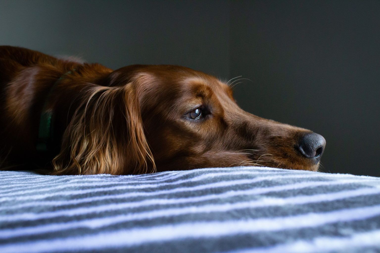 Everything You Need to Know About Lupus in Dogs FitBark