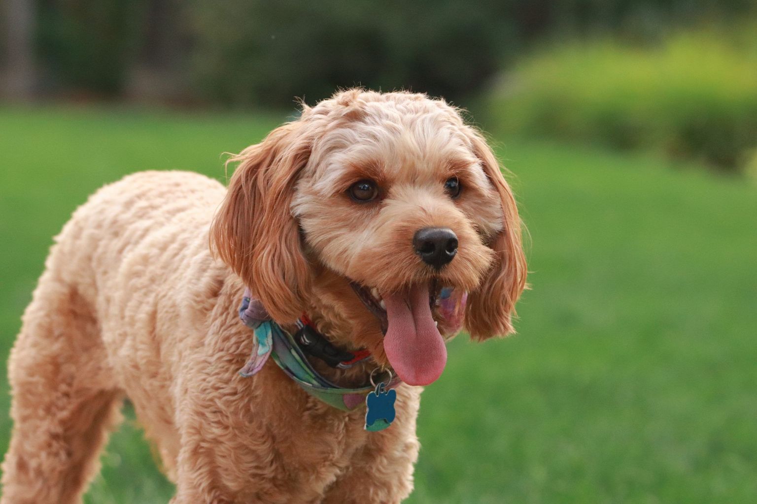 Get To Know the 5 Most Popular Doodle Dog Breeds FitBark