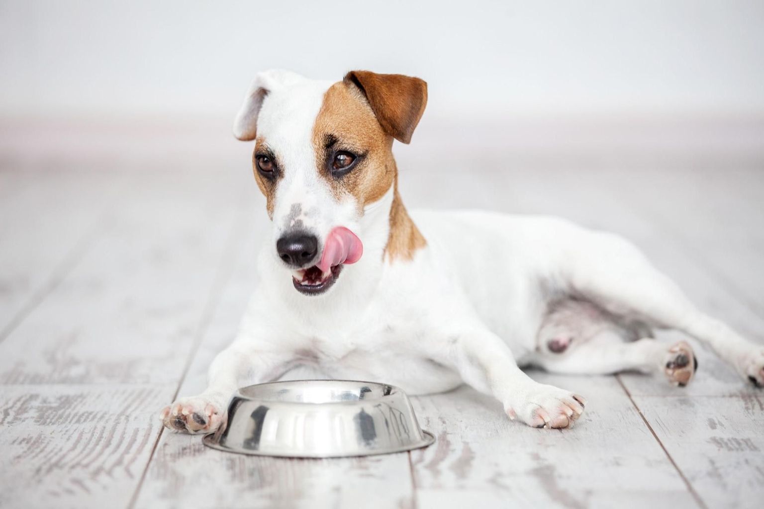 The Toxic ‘Human’ Foods to Avoid Feeding Your Canine FitBark