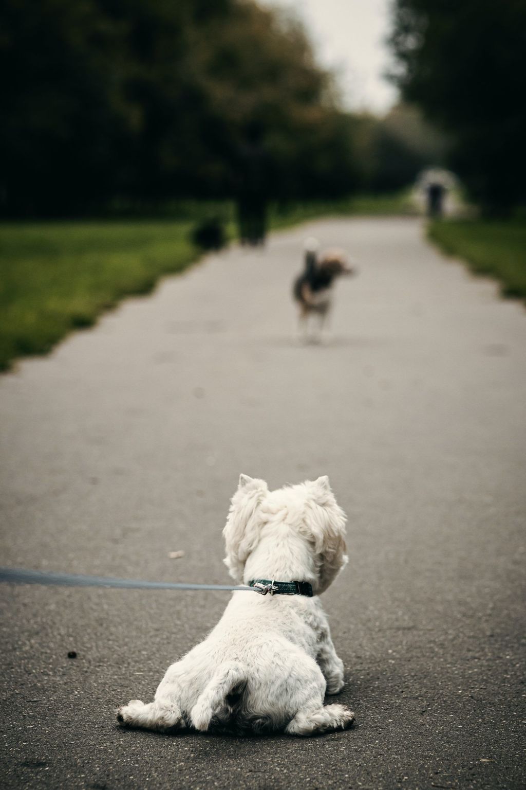 How To Stop Leash Aggression In Dogs? FitBark