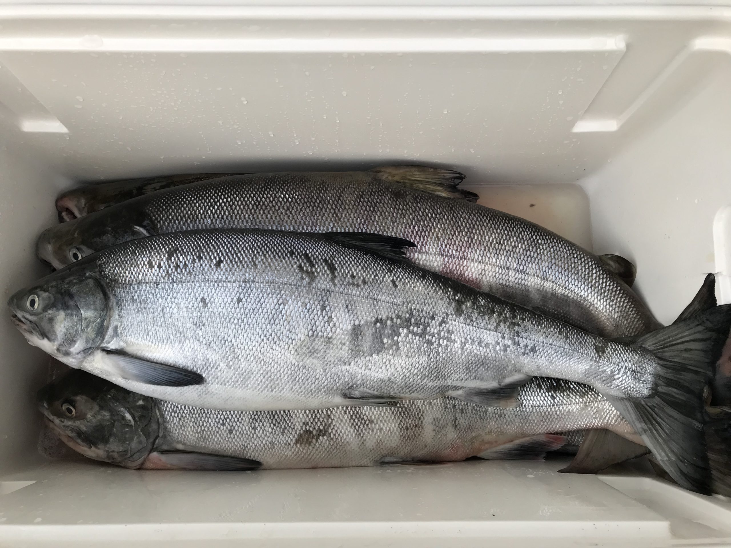 鮭の神経締め ありがとっと 鮭の神経締め ありがとっと