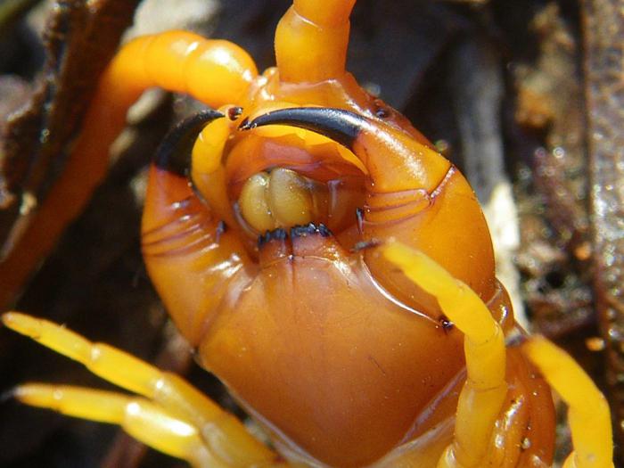 scolopendra habitat ve insanlar icin tehlikeli olup olmadigi scolopendra bir bocegin tehlikeli olandan daha fazla fotografi bir kirkayak in gizli yasami