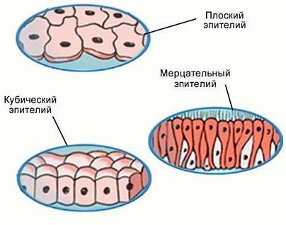 Реснитчатый эпителий где находится. Эпителиальная ткань: особенности строения, функции и виды