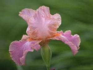Когда и как посадить ирисы