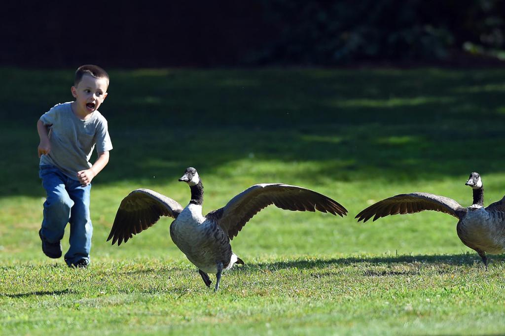 Why Is Geese Dreaming Why Do Geese Dream