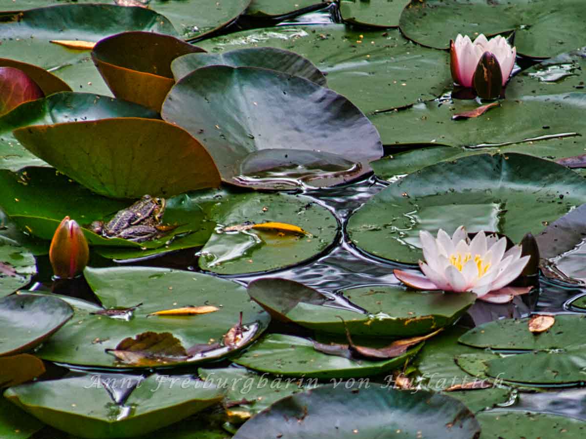 Teichrose Archive Anni Freiburgbärin von HuflattichAnni Freiburgbärin