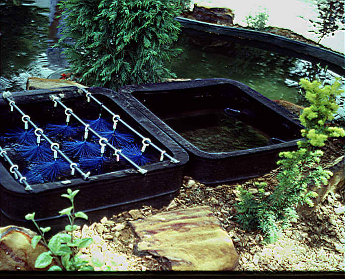 Federation of British Aquatic Societies