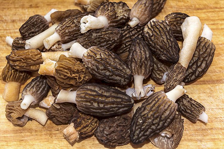 Edible black morel spring mushrooms