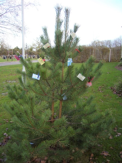 Tree recycled to help local charity. Friends of Brandwood End Cemetery