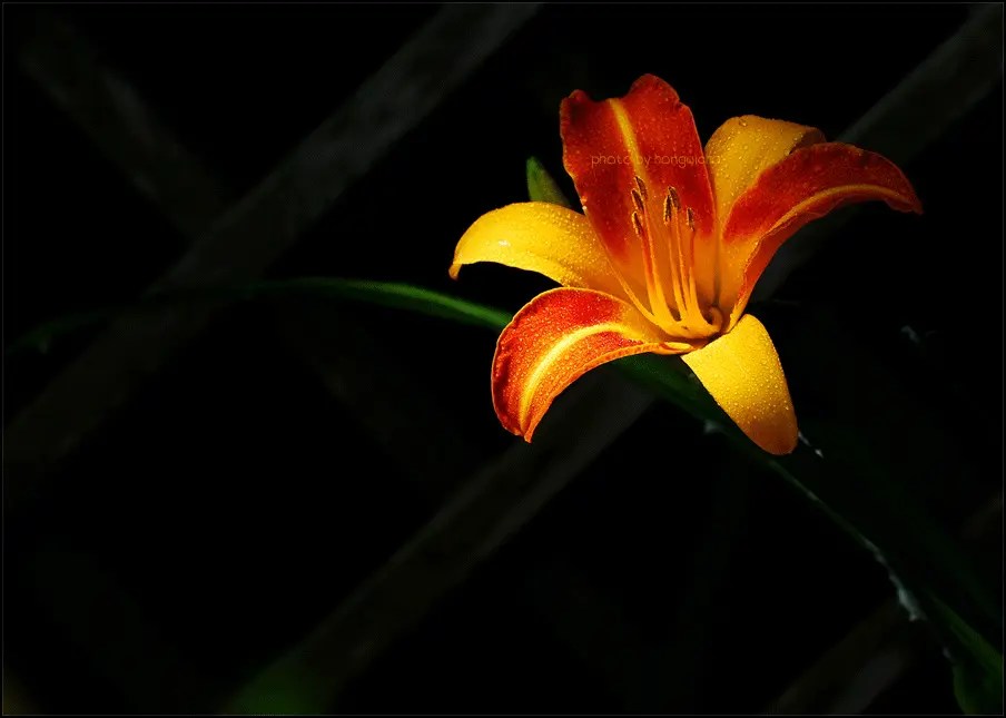 นิยาย Flowers that bloom in the dark[ดอกไม้ในความมืดที่ผลิบาน]RPG Dek