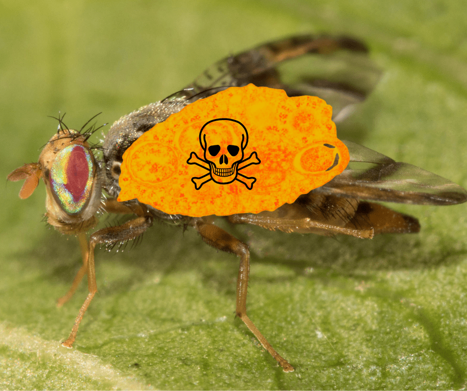 Wolbachia FBIP student fighting fruit fly infestations with ‘Trojan