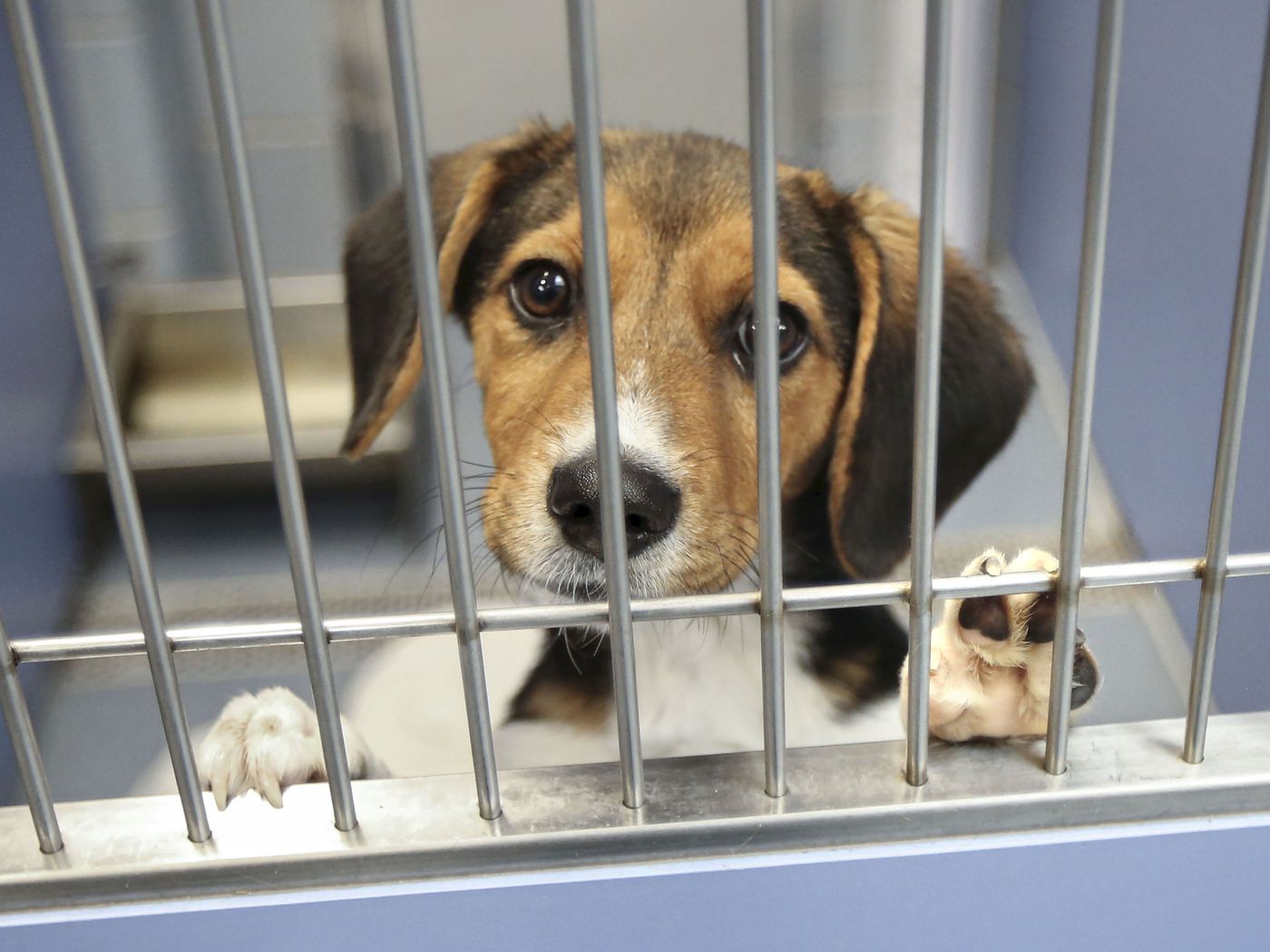 Articles Friends of the Cuyahoga County Animal Shelter