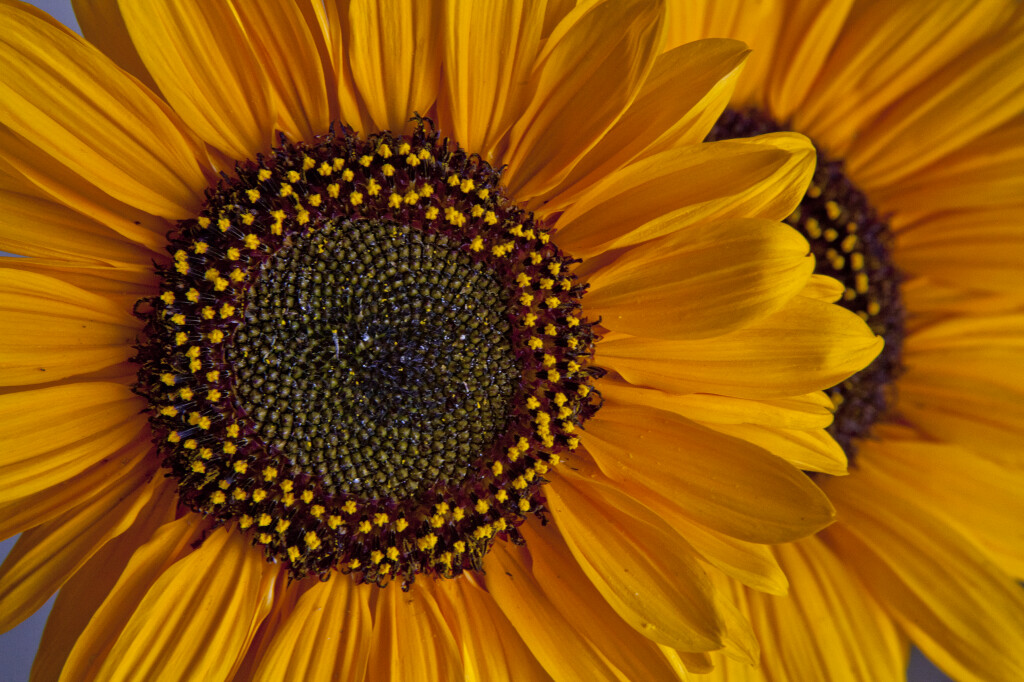 Photo of the Month Sunflowers FCIT