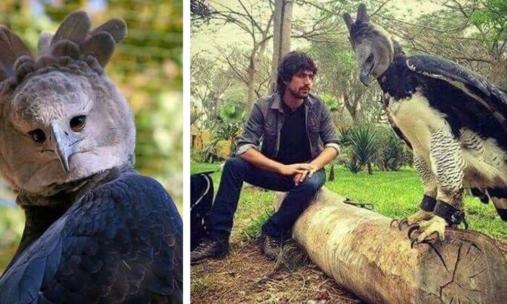 harpy eagle Fort Collins Museum of Discovery