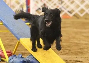 flat coated retriever society