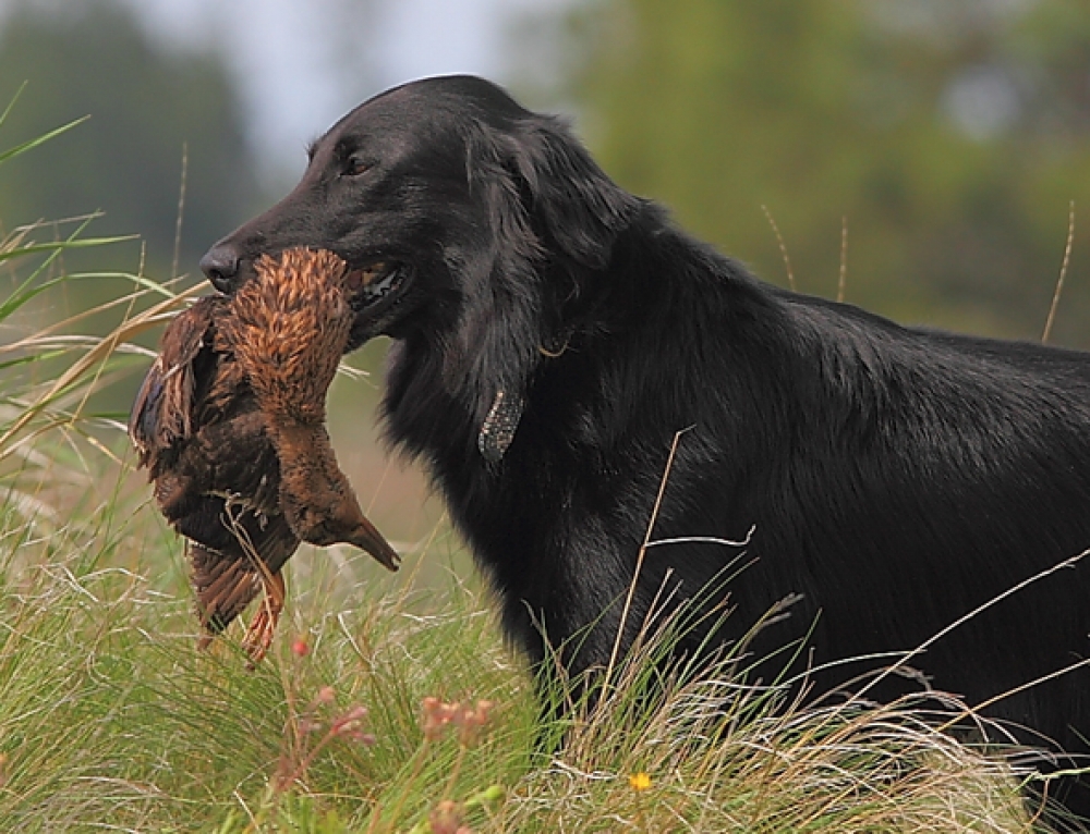 A Brief History of The FlatCoated Retriever FlatCoated Retriever