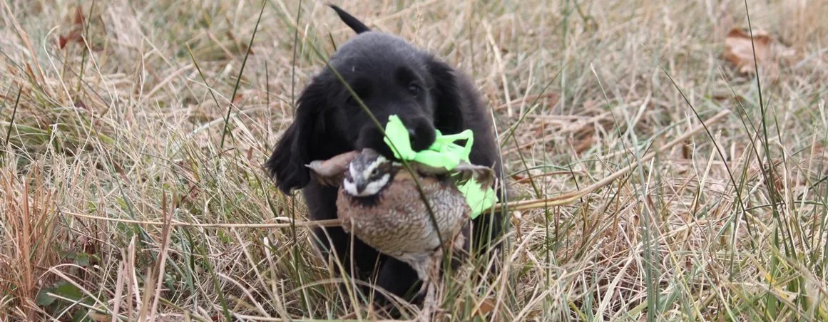 so you want to breed your dog