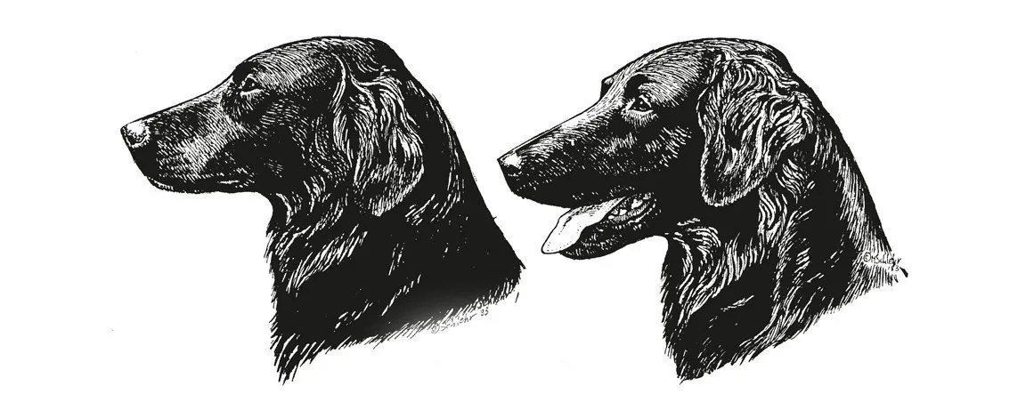 flat coated retriever merchandise