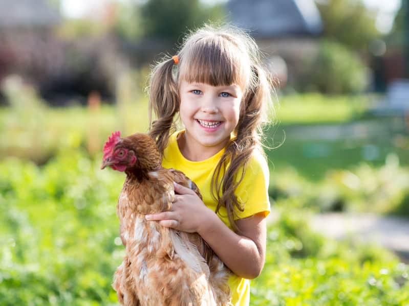 Alektorophobia Fear of Chickens