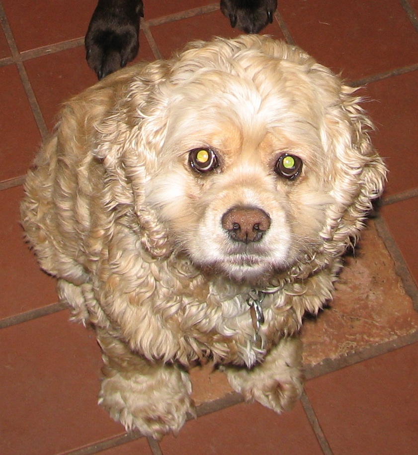 Challenges of Training A Fearful Dog Fearful Dogs