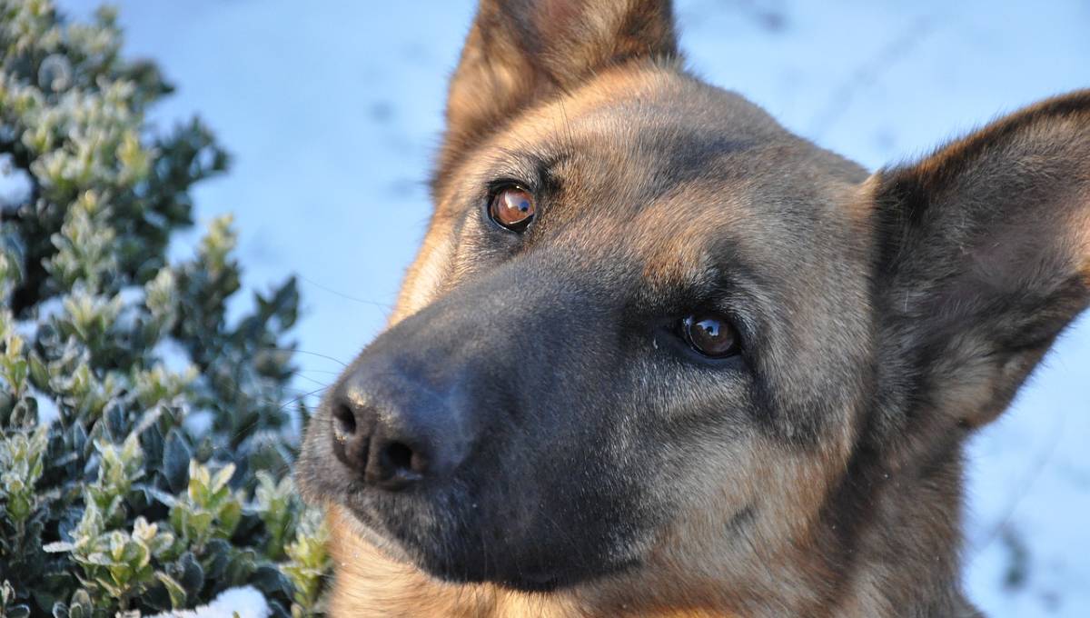 Helping Dog Owners Learn To Train Fearful Dogs