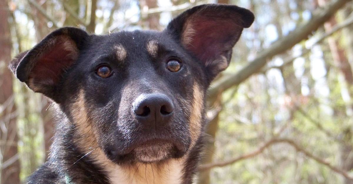 Medications To Treat Fear, Anxiety & Reactivity Fearful Dogs