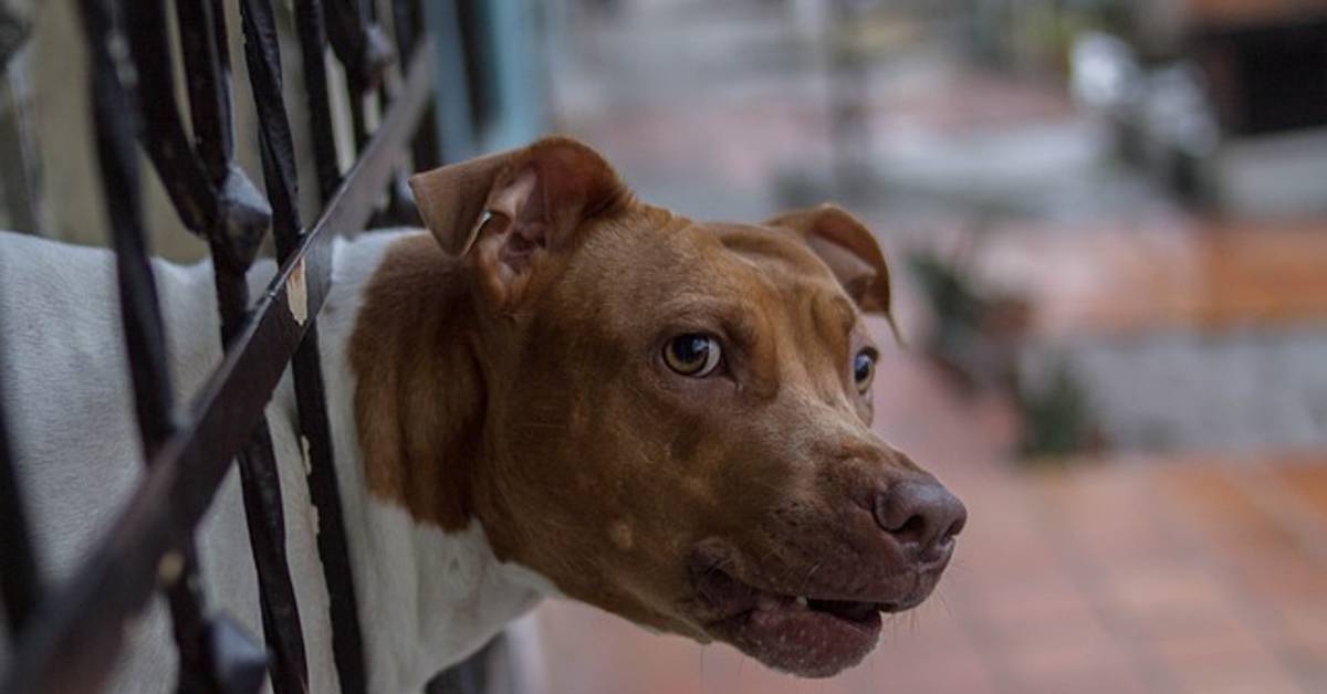 Do Animals Have Feelings? Fearful Dogs