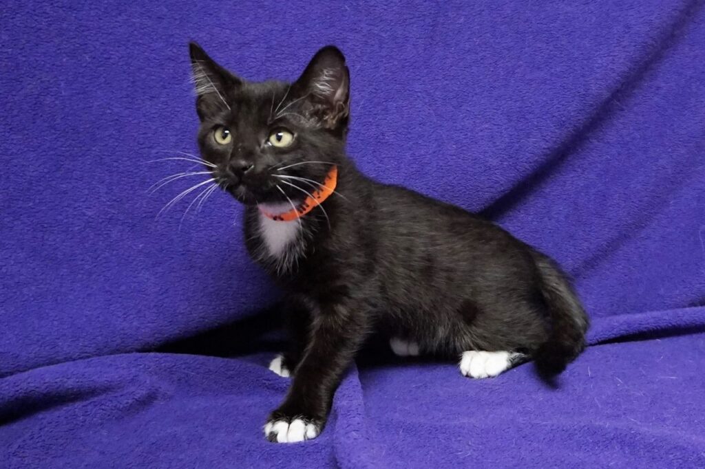 Adopt Fearless Kitty Rescue