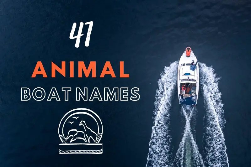 41 Creative Animal Boat Names Fearless Names
