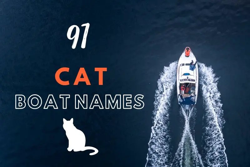 91 Cat Boat Names For The Cat Lover! Fearless Names