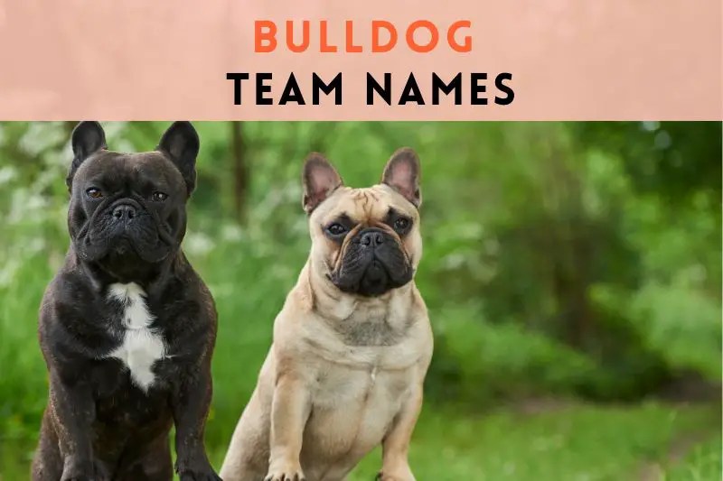 75 Bulldog Team Names To Make Your Tail Wag with Delight! Fearless Names