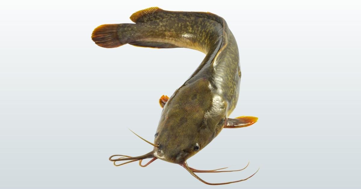 27 Fish With The Most Protein List)